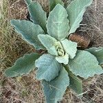 Verbascum boerhaviiFeuille