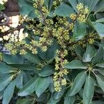 Heptapleurum arboricola Blüte