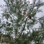 Pinus halepensisЛисток