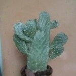 Consolea rubescens Hoja