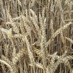 Triticum aestivum Плод