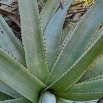 Puya spathacea 葉