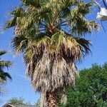 Washingtonia robustaBlatt