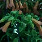 Kalanchoe daigremontiana Blüte