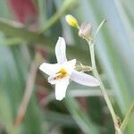 Dianella ensifolia Blüte