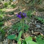 Prunella grandiflora Buveinė