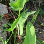 Ipomoea imperati Leaf