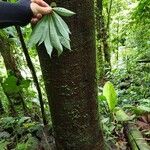 Jacaratia spinosa Rinde