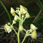 Polystachya odorata Flower