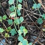 Sanguisorba minor Leaf