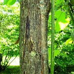 Broussonetia papyrifera Bark