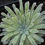 Saxifraga longifolia Leaf