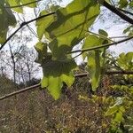 Sterculia africana पत्ता