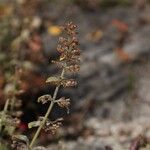 Clinopodium menthifolium Frugt