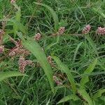 Persicaria maculosa Blüte