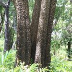 Schinziophyton rautanenii Corteza
