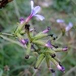 Plumbago europaea Otro