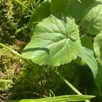 Doronicum columnae Leaf