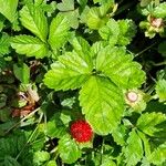 НерозпізнаноПлід