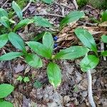 Clintonia borealis Leaf