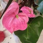 Anthurium andraeanumफूल