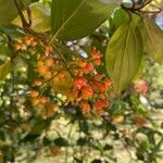 Viburnum suspensum Fruto