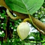 Magnolia sieboldii Flower