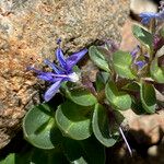 Veronica nummularia 葉