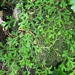 Selaginella concinna Hoja