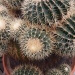 Echinocactus grusonii Fuelha