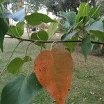 Croton urucurana Leaf