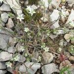 Minuartia rostrata Облик