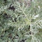 Artemisia vallesiaca Квітка