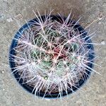 Thelocactus bicolor Хабит