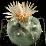 Turbinicarpus schmiedickeanus Квітка