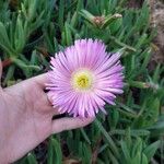 Carpobrotus acinaciformisKvet