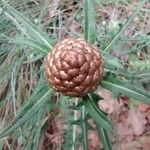 Rhaponticum coniferum Fleur