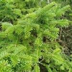 Abies balsamea برگ