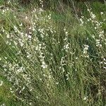 Cytisus multiflorus Habit