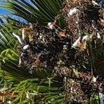 Washingtonia robusta Фрукт