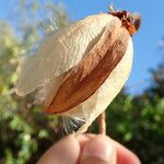 Cochlospermum regium Fruit