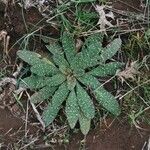 Echium italicum Frunză