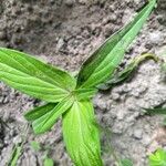 Spigelia anthelmia Blad