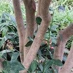 Psychotria capensis Bark