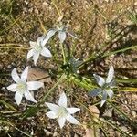 Ornithogalum divergensЦвят