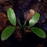 Agathis lanceolata Leaf
