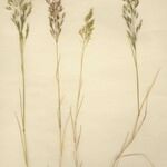 Agrostis castellana 整株植物