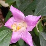 Lagunaria patersonia Λουλούδι