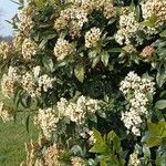 Viburnum rigidum Blomst