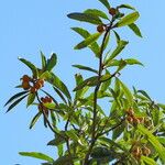 Eriobotrya japonica Likasa